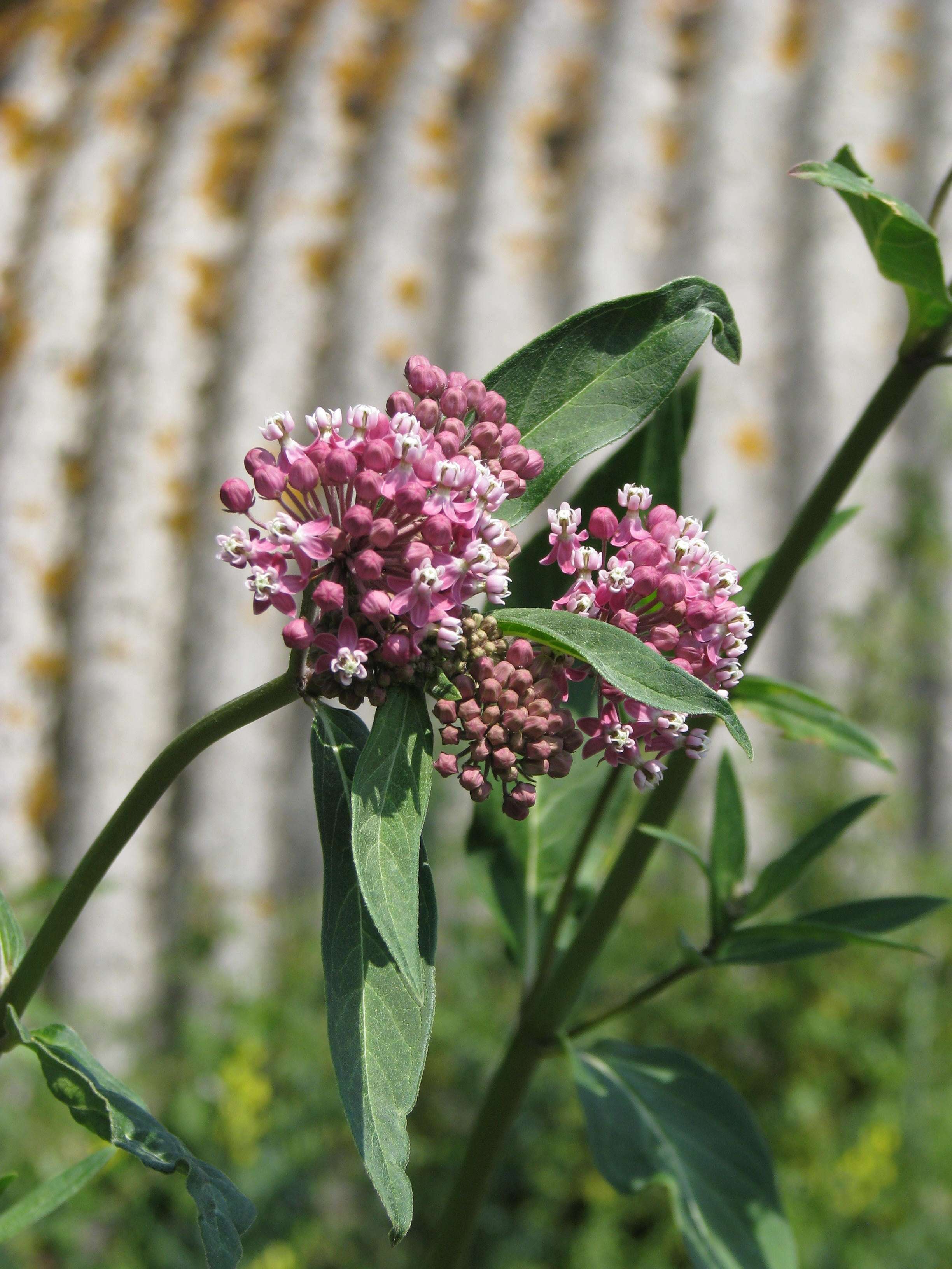 Image of purple milkweed