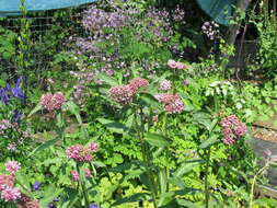 Image of purple milkweed