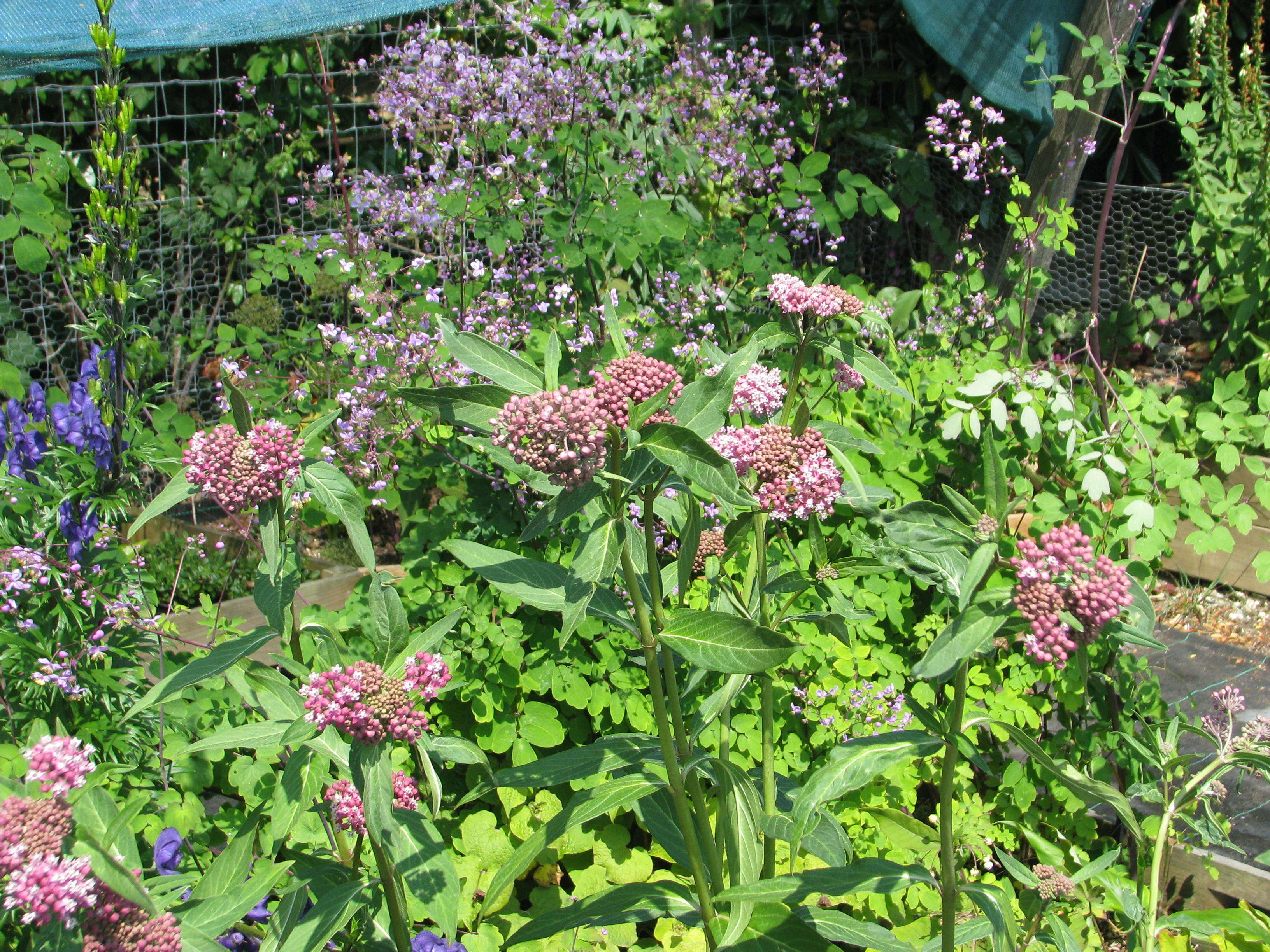 Image of purple milkweed