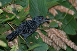 Image of Fasciated Antshrike