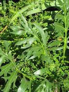 Silphium laciniatum L. resmi