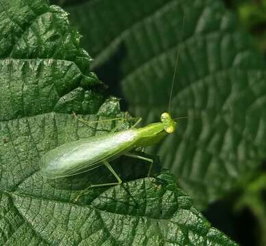 صورة Tropidomantis (Tropidomantis) gressitti Tinkham 1937