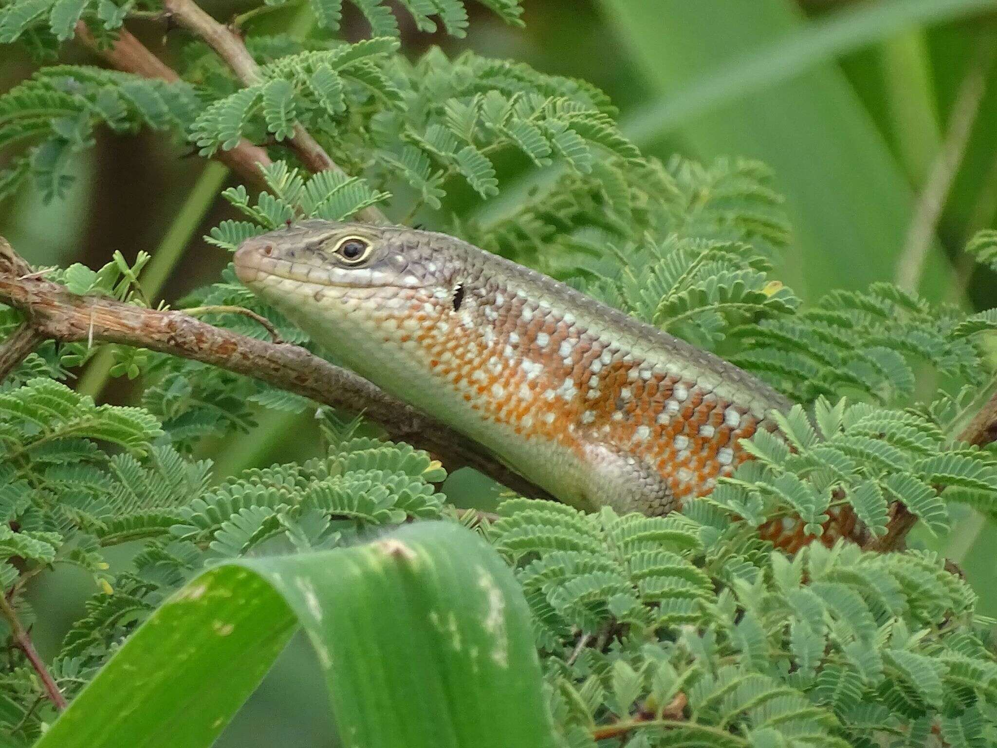 Sivun Trachylepis perrotetii (Duméril & Bibron 1839) kuva