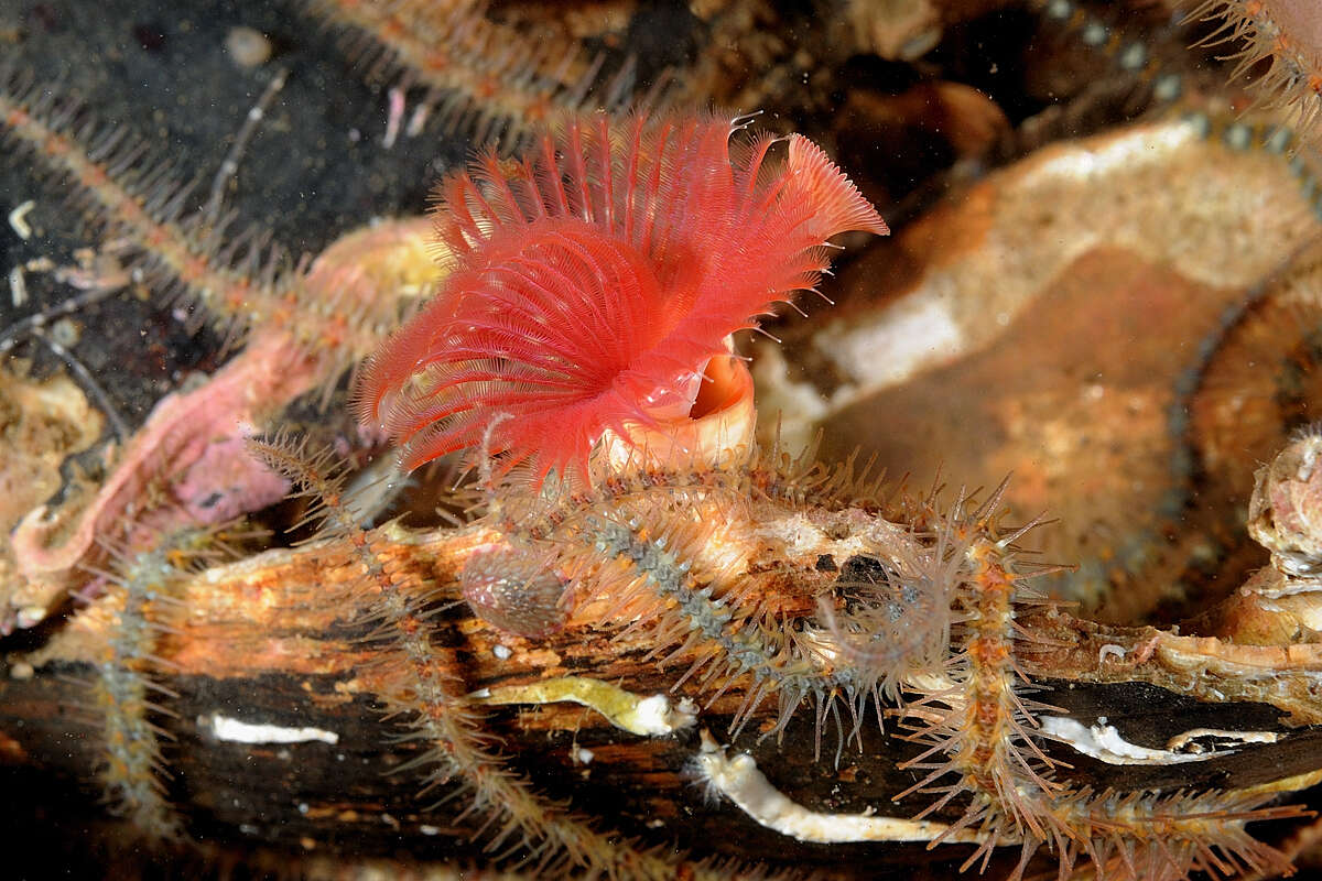 Image of Limy tube worm