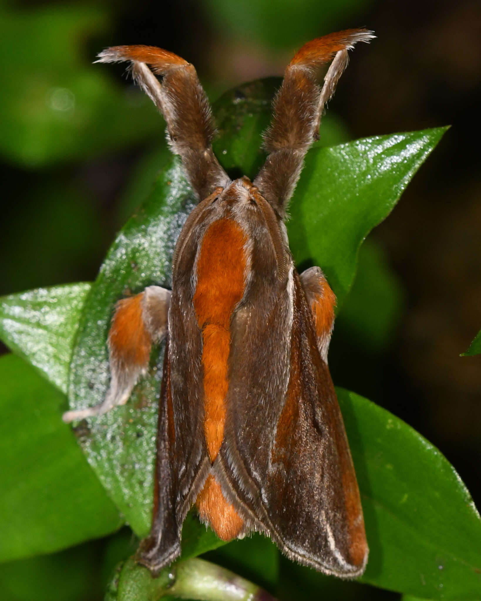 Image of Epiperola grandiosa Dognin 1911