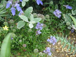 Image of bluehead gilia