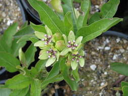 صورة Asclepias viridis Walt.