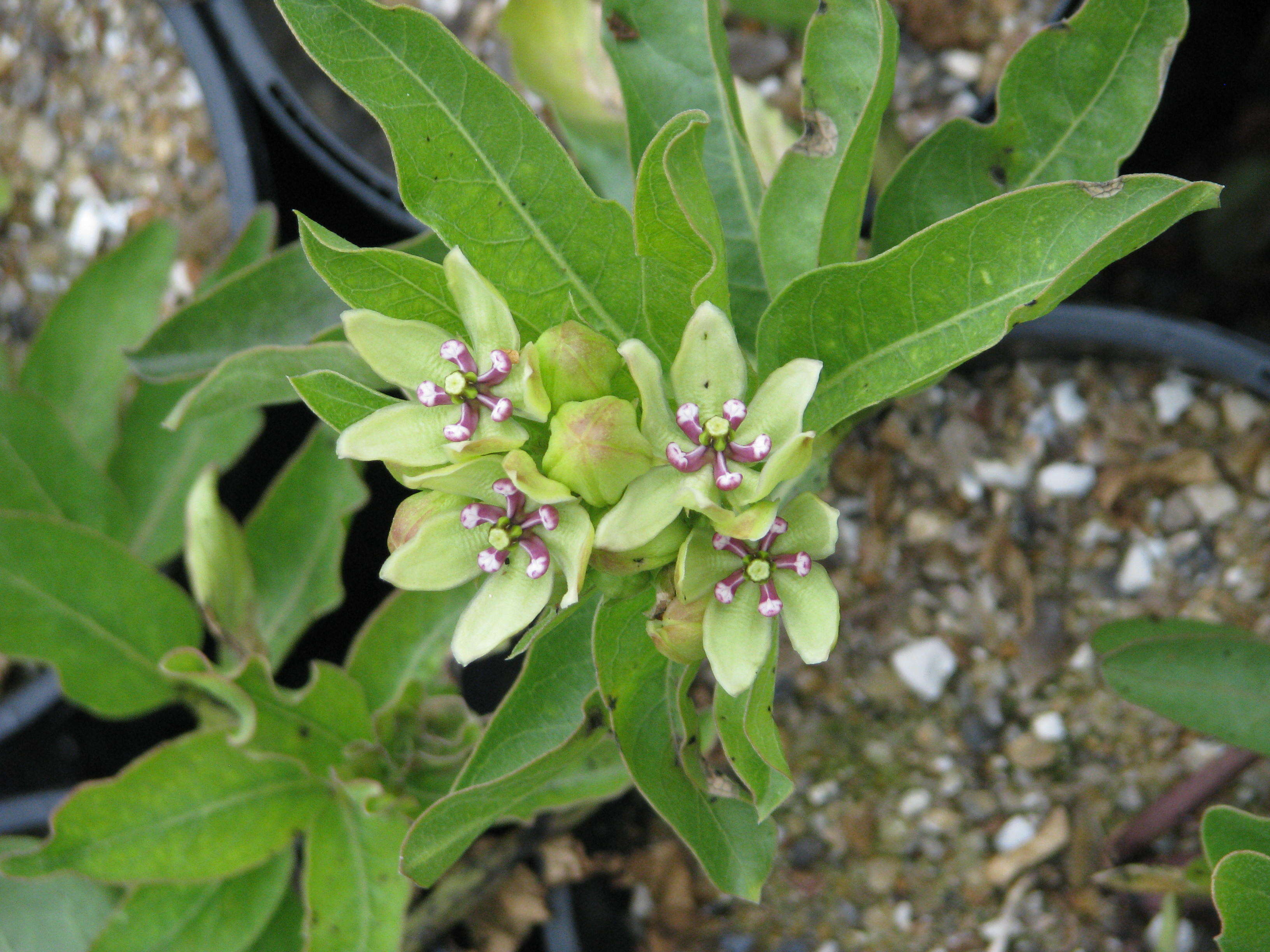 صورة Asclepias viridis Walt.