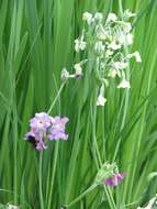 Image of Primula alpicola (W. W. Sm.) Stapf