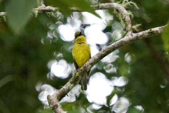 صورة Pachycephala hypoxantha (Sharpe 1887)