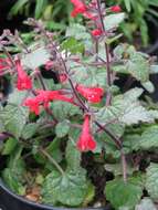 Imagem de Salvia roemeriana Scheele