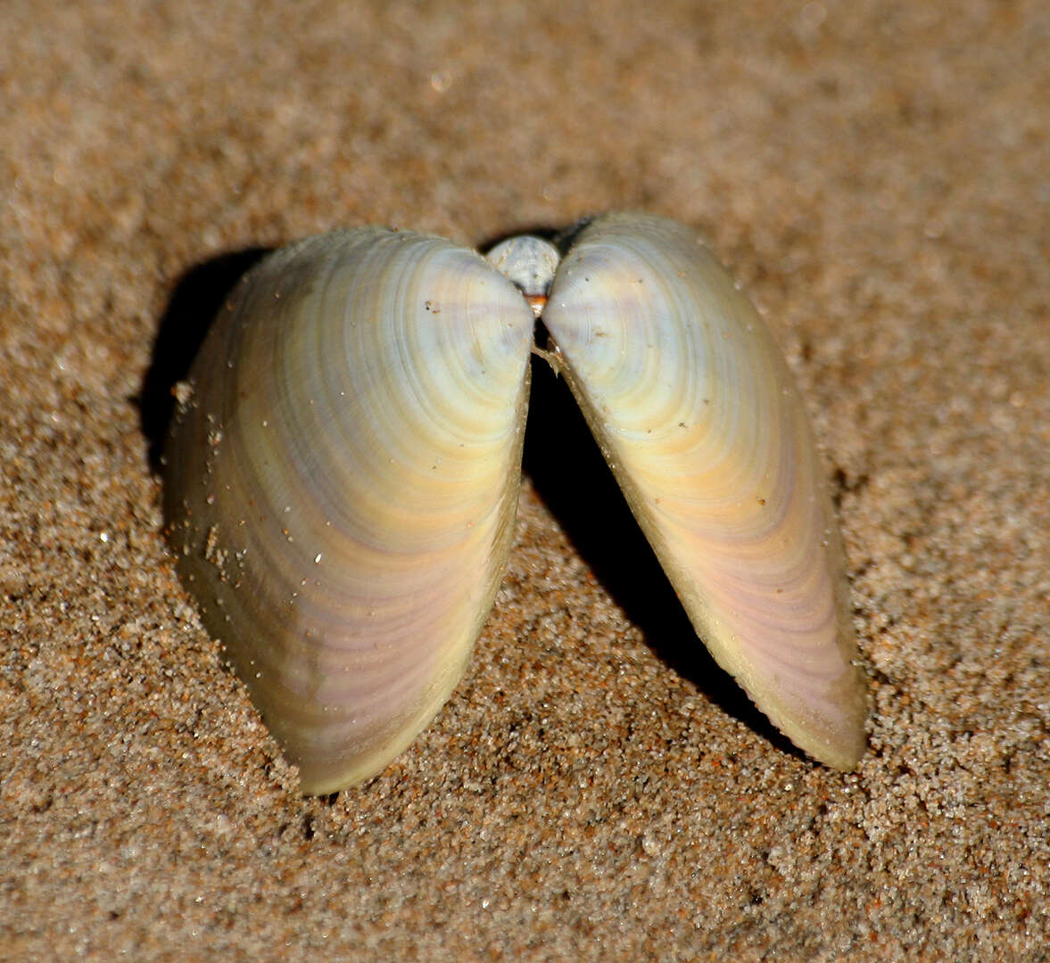 Image of giant South African wedge clam