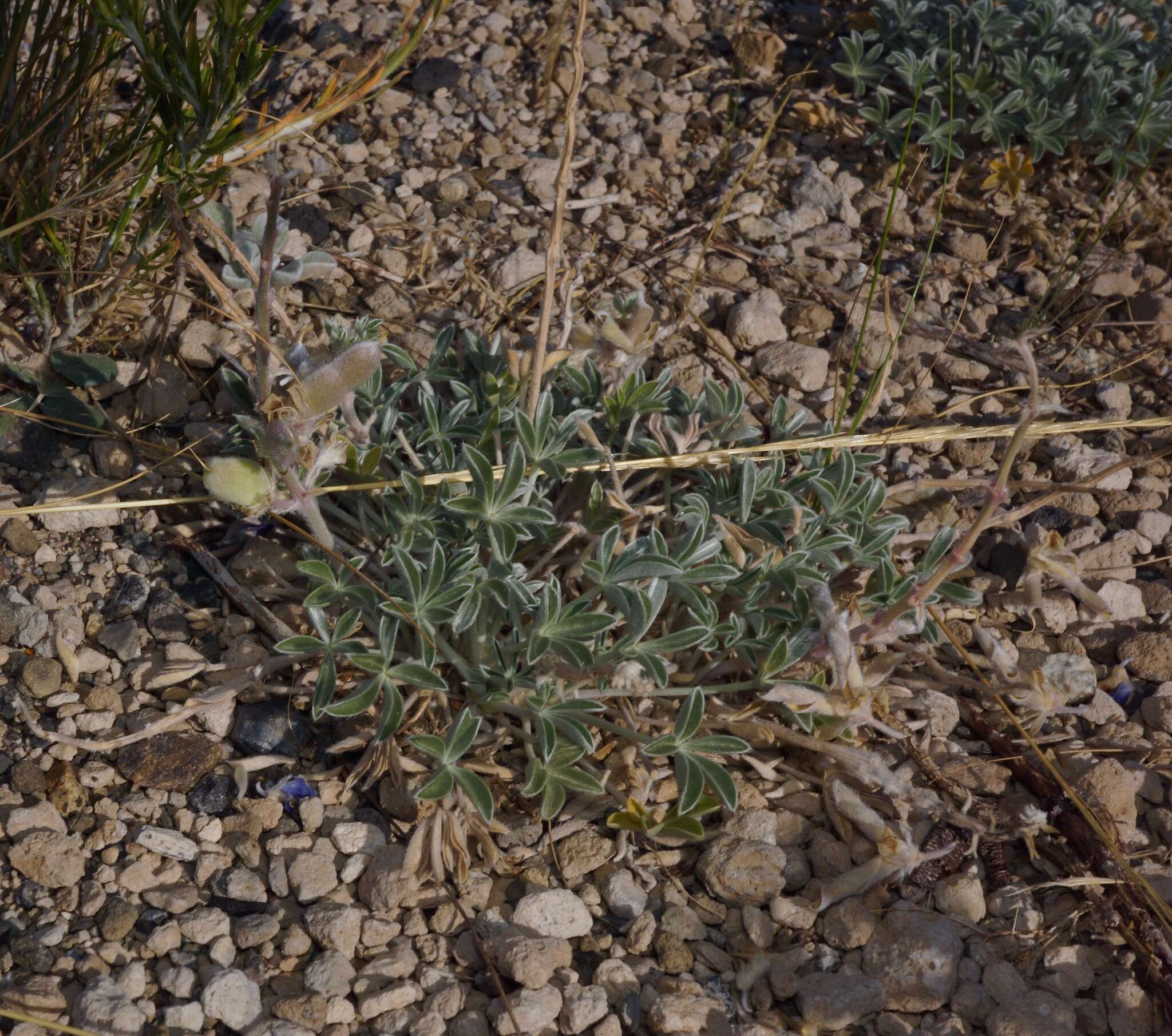 Image of Mono Lake lupine