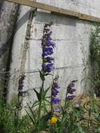 Image of Rocky Mountain penstemon