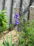 Image of Rocky Mountain penstemon