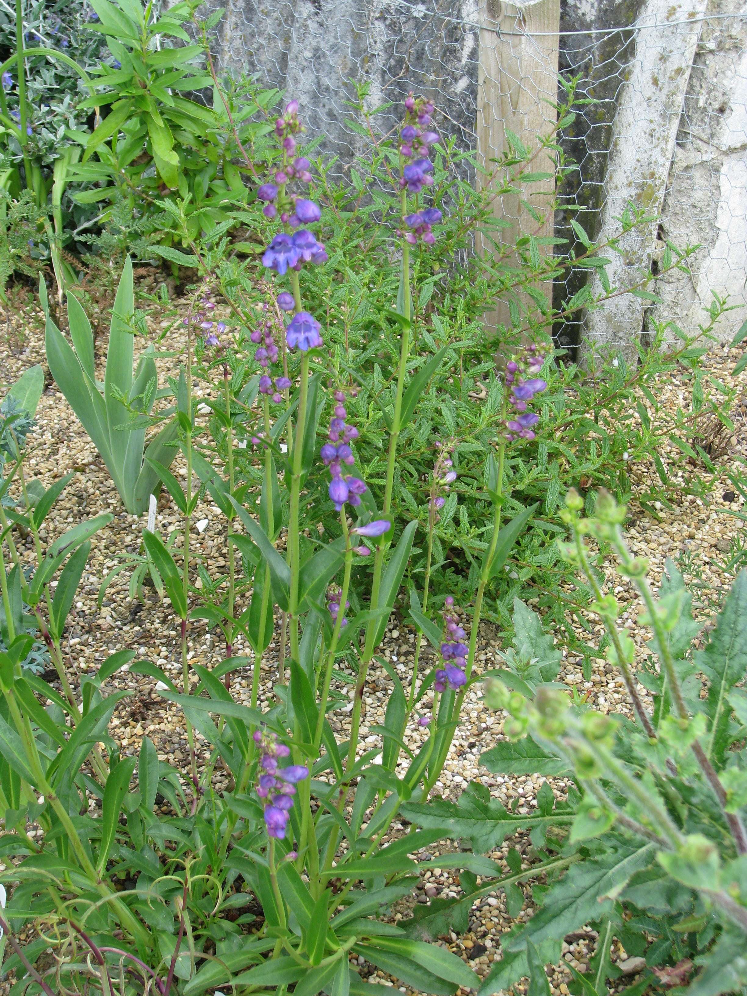 Image of Rocky Mountain penstemon