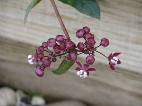 Imagem de Asclepias cordifolia (Benth.) Jepson