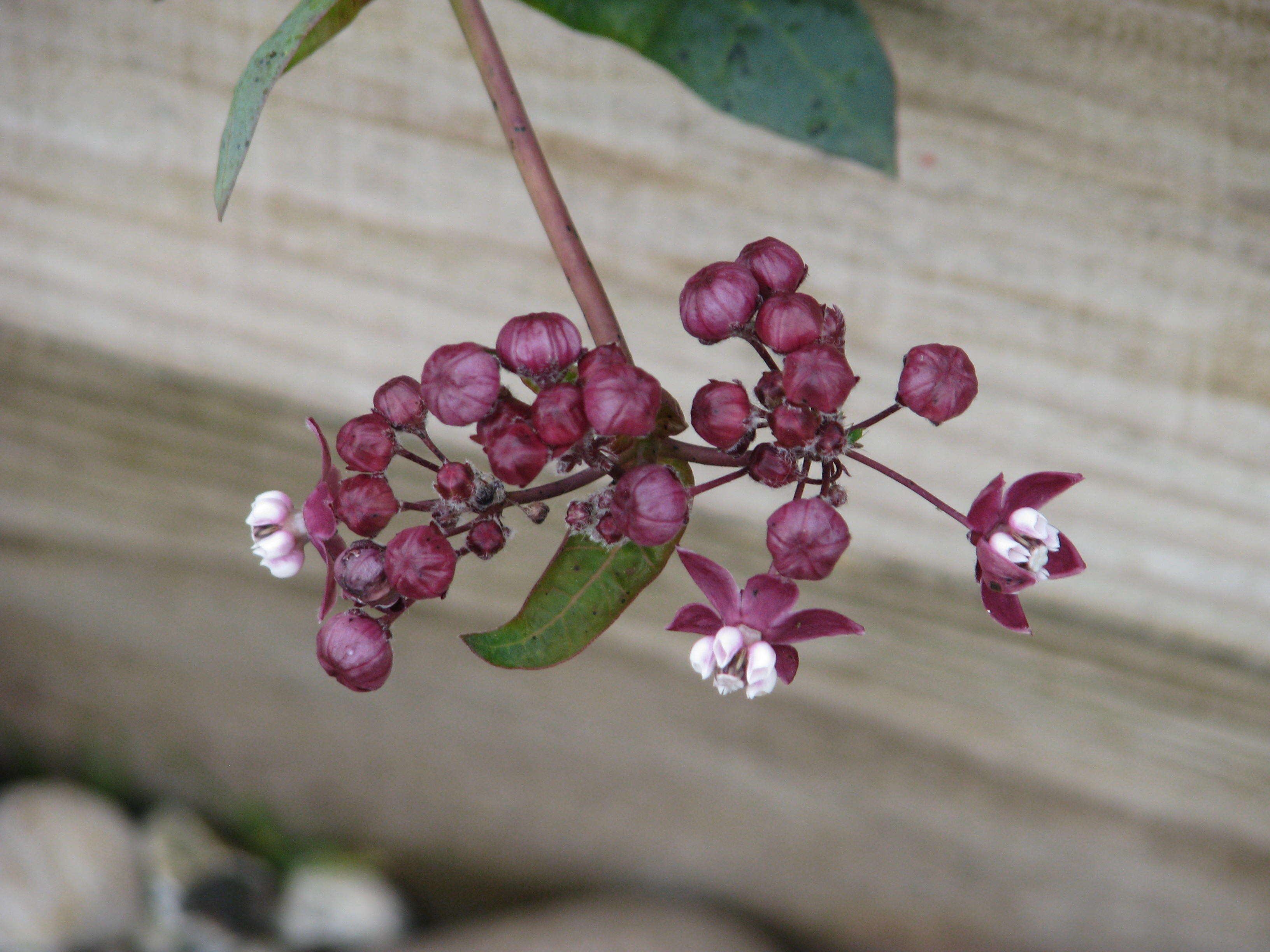 Image of heartleaf milkweed