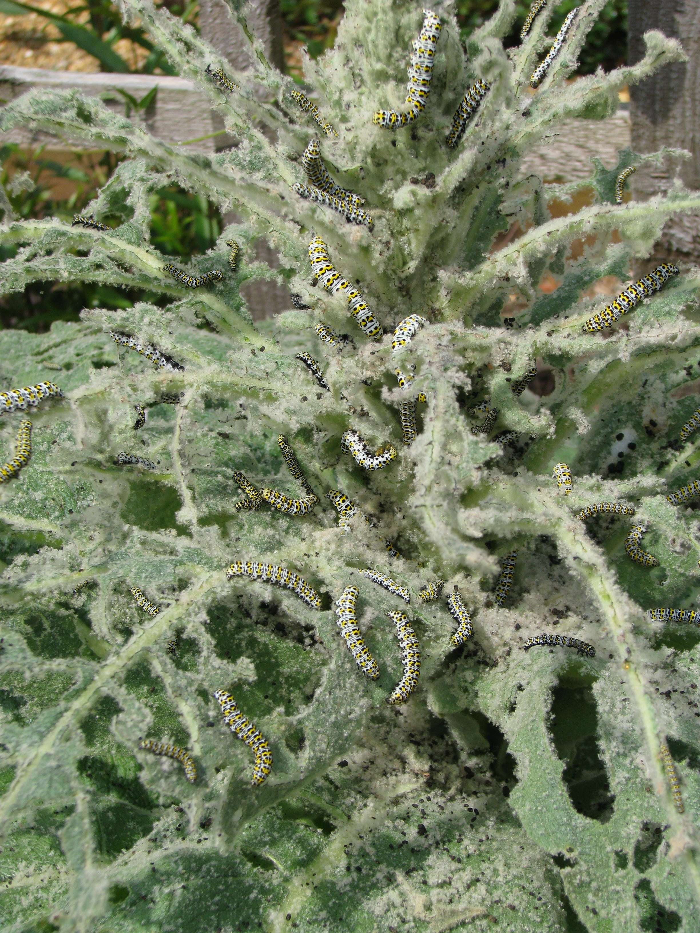 Image of Great Mullein