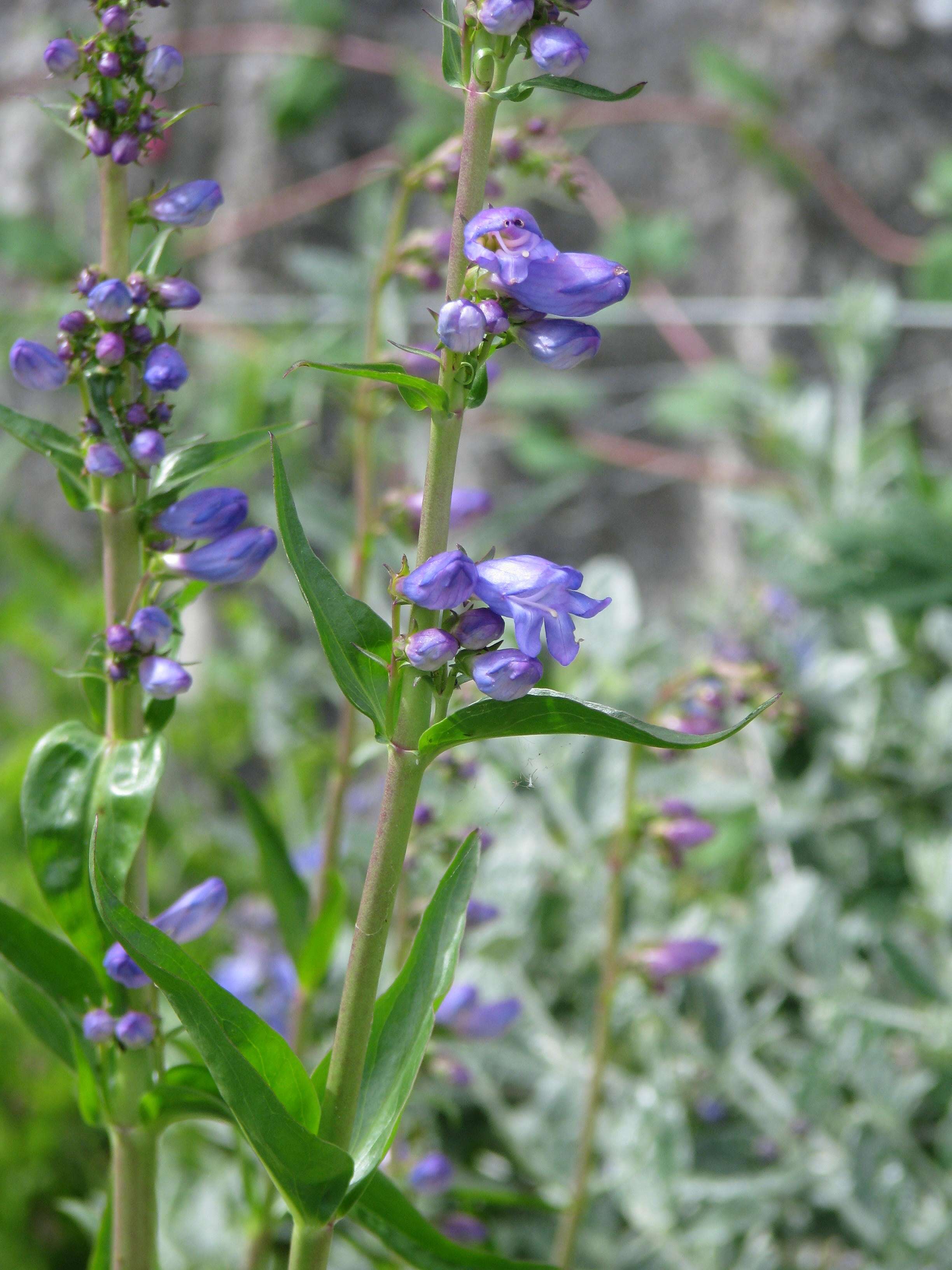 Image of Rocky Mountain penstemon