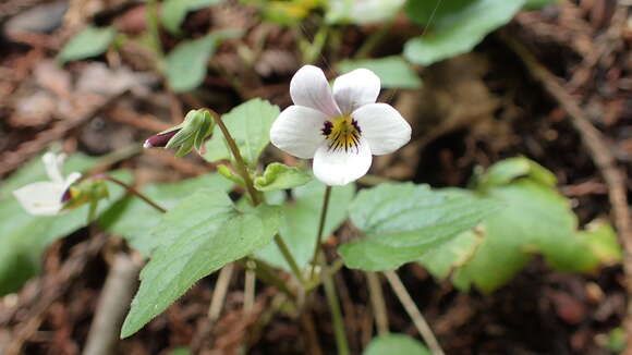 Image de Viola ocellata Torr. & Gray