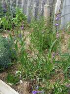 Image of Rocky Mountain penstemon