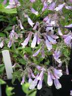 Image of hairy beardtongue