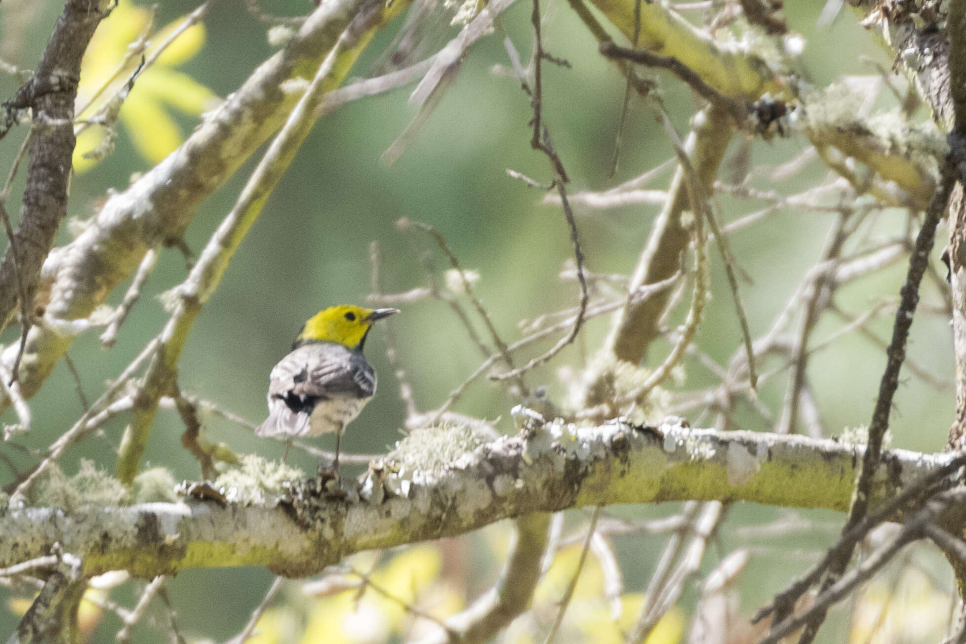 Image of Hermit Warbler