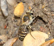 Image of Colletes halophilus Verhoeff 1944