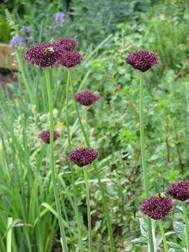 Image of Allium atropurpureum Waldst. & Kit.