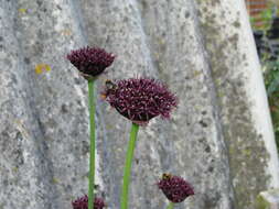 Image of Allium atropurpureum Waldst. & Kit.