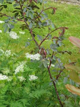 Image of Rosa glauca Pourret