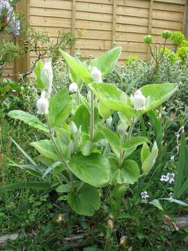 Imagem de Clematis coactilis (Fernald) Keener