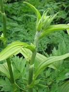 Image of European white hellebore