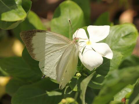 Image of Nepheronia buquetii (Boisduval 1836)