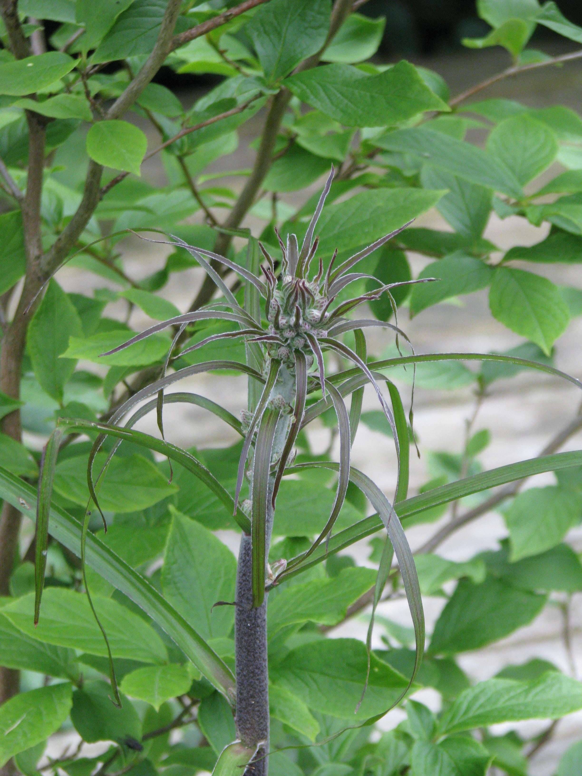 Image of black false hellebore