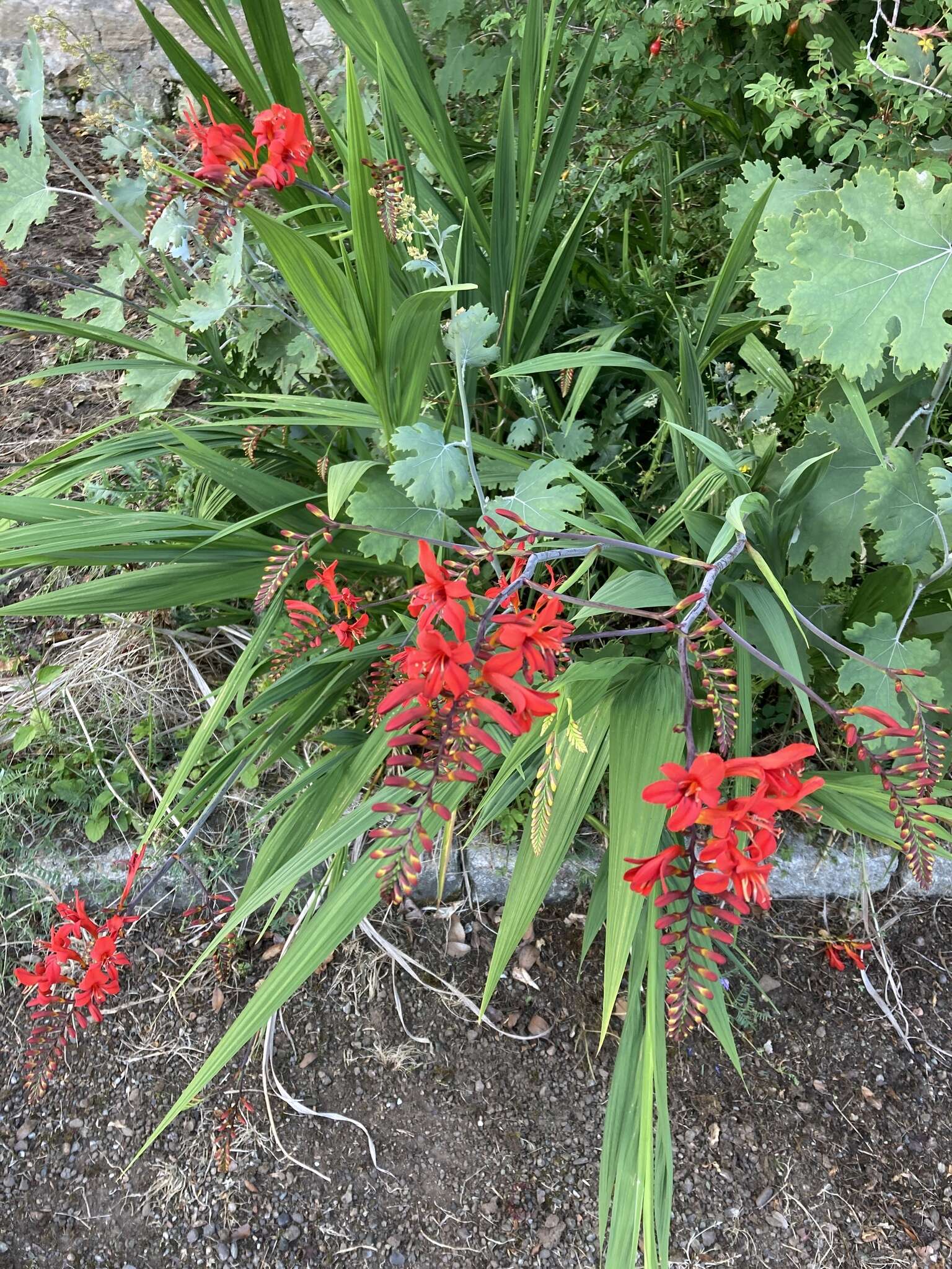 Image of Crocosmia Planch.