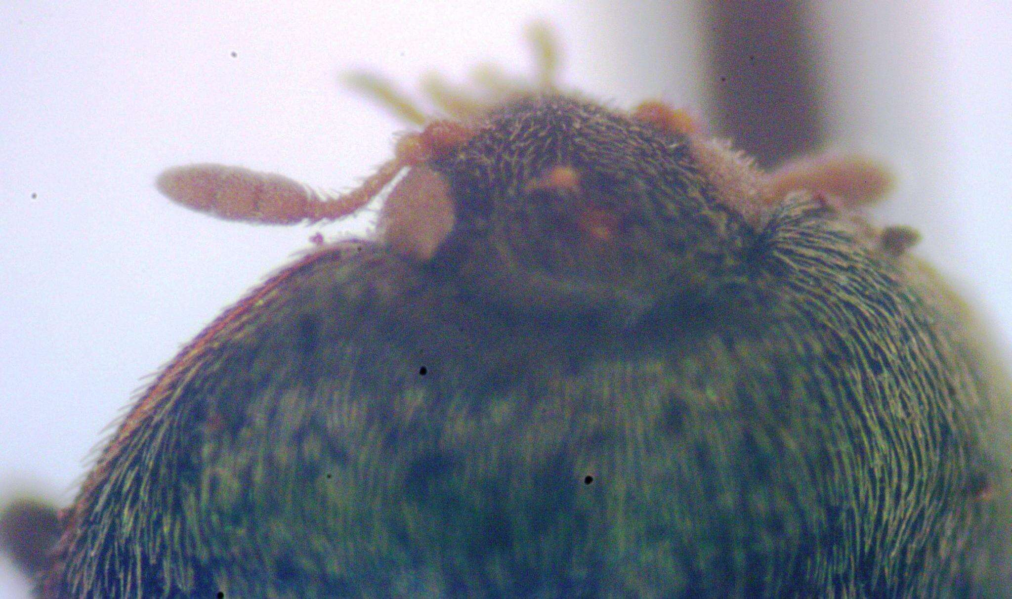 Image of Banded Black Carpet Beetle