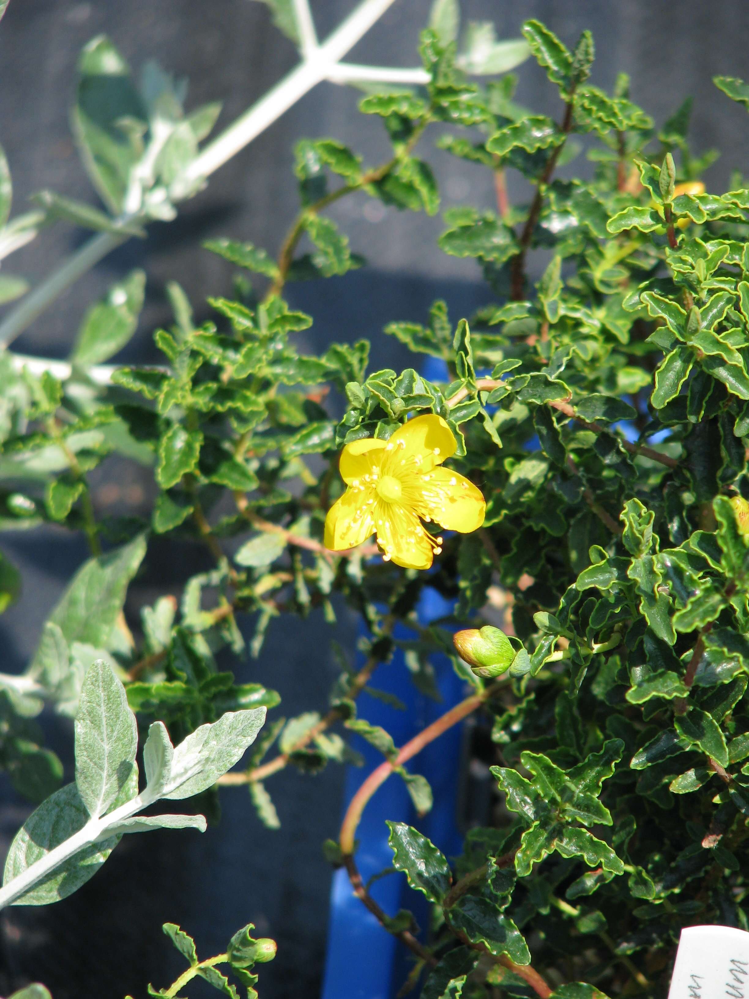 Image of Hypericum balearicum L.