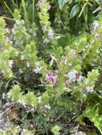 Слика од Pedicularis dichotoma Bonati