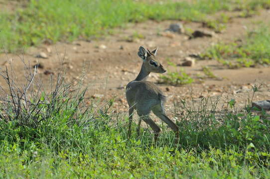 Image of Kirk's Dik-dik