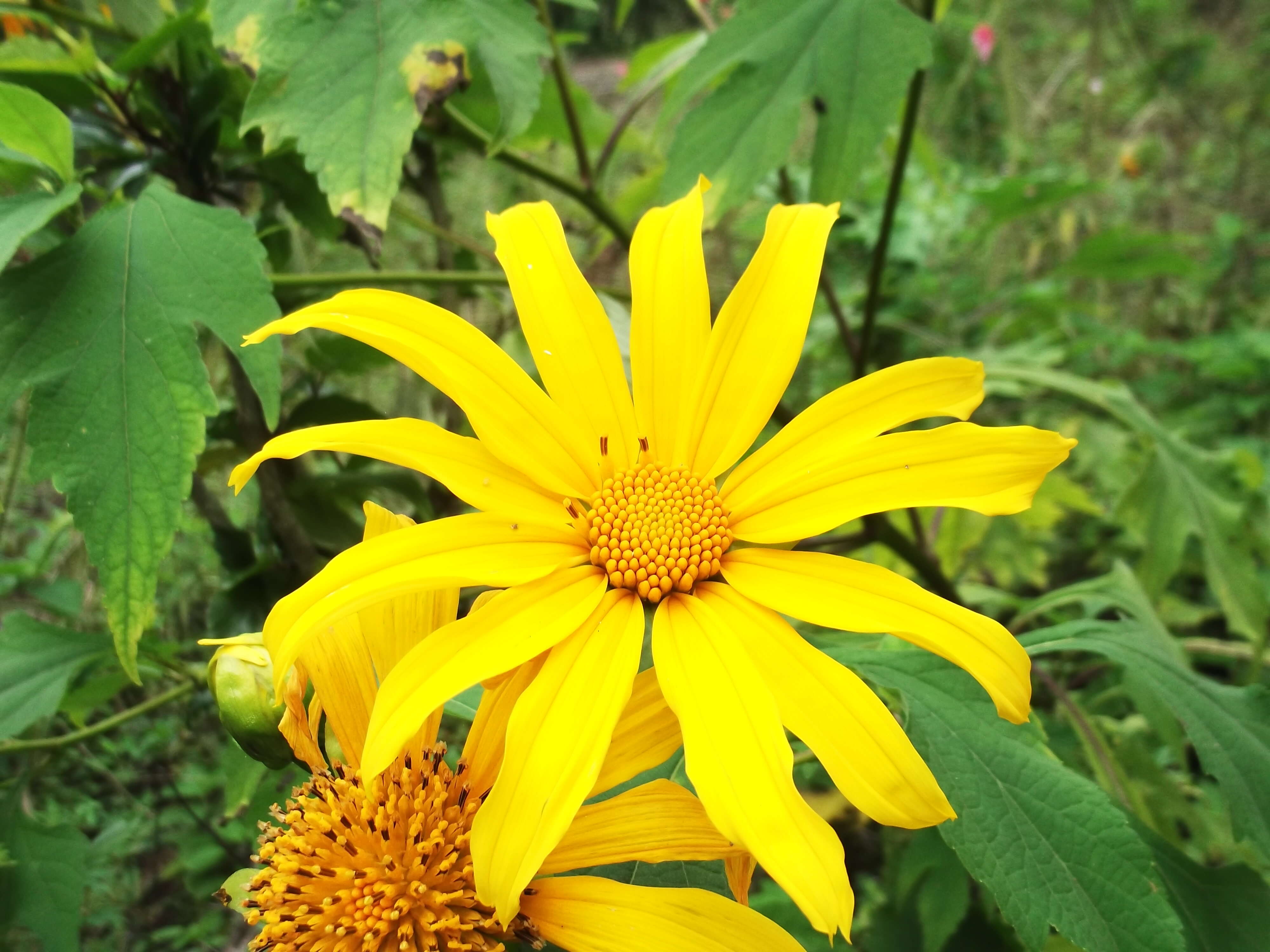 Image de Tournesol mexicain