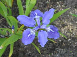 Image de Iris tectorum Maxim.