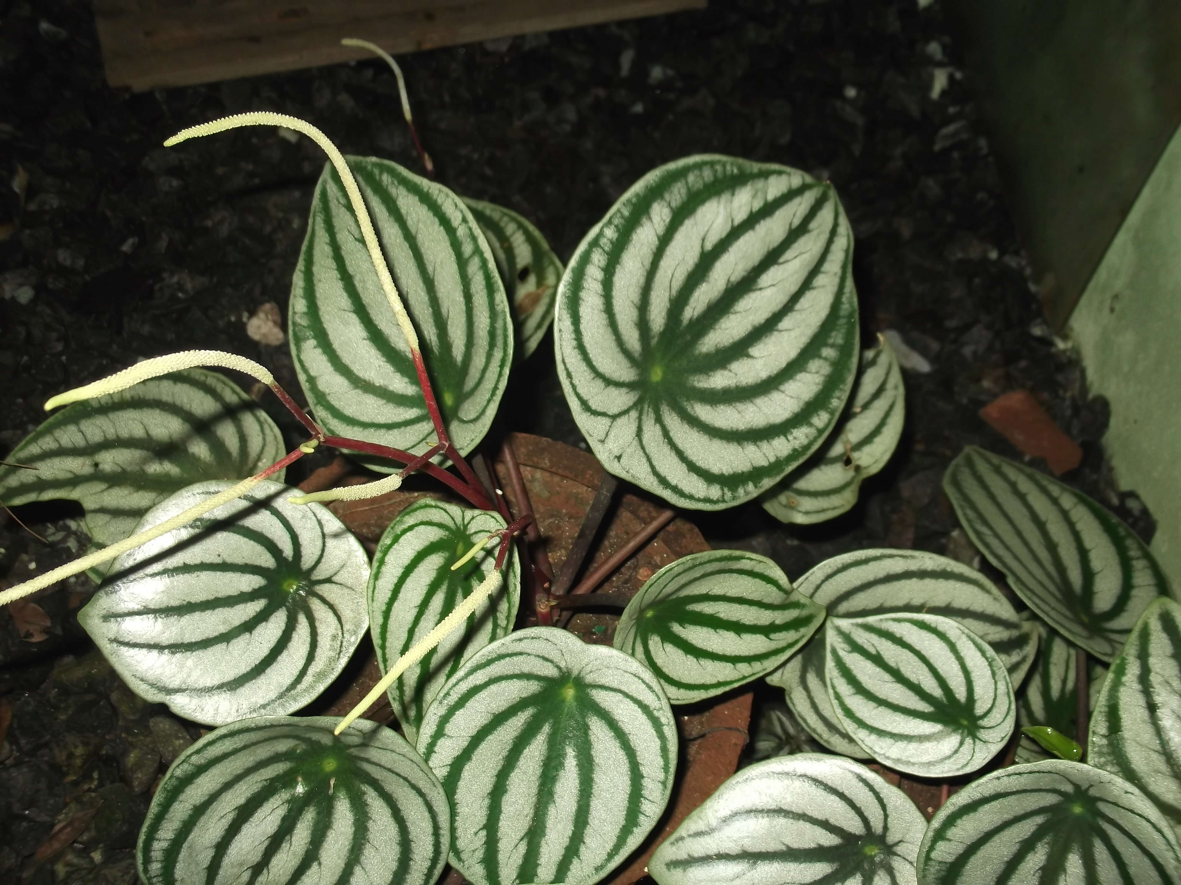 Image of Peperomia argyreia (Miq.) E. Morr.