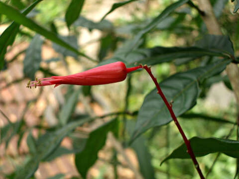 Image of quassia wood