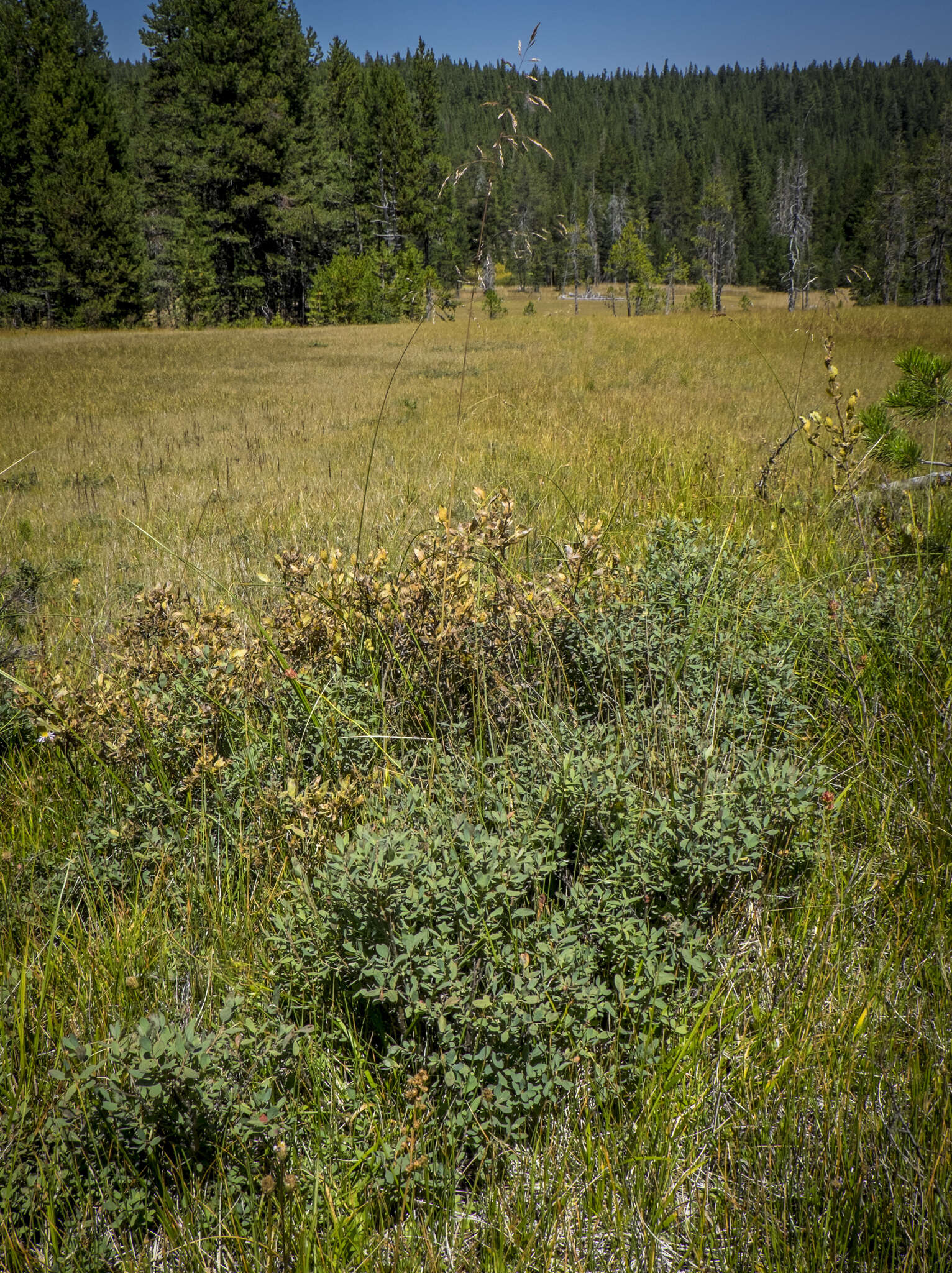 Image of alpine bilberry