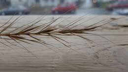 Imagem de Elymus riparius Wiegand