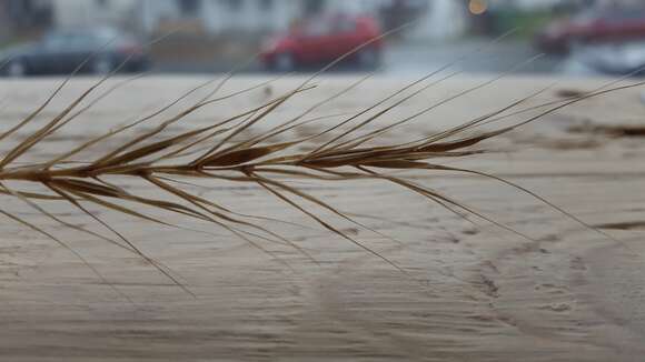 Image of River-Bank Wild Rye