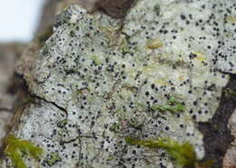 Image of anisomeridium lichen