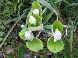 Imagem de Clematis coactilis (Fernald) Keener